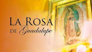 La Rosa 
de Guadalupe